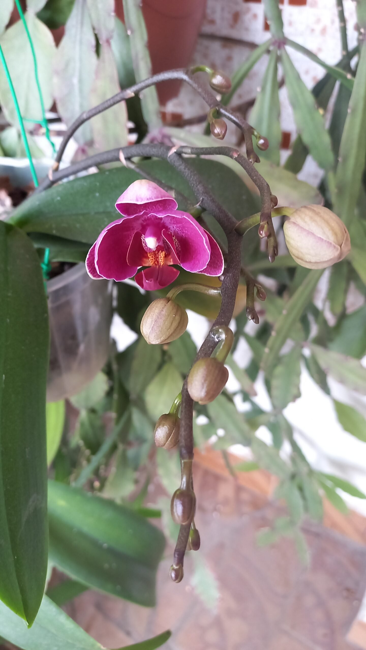 Phalaenopsis Vinho