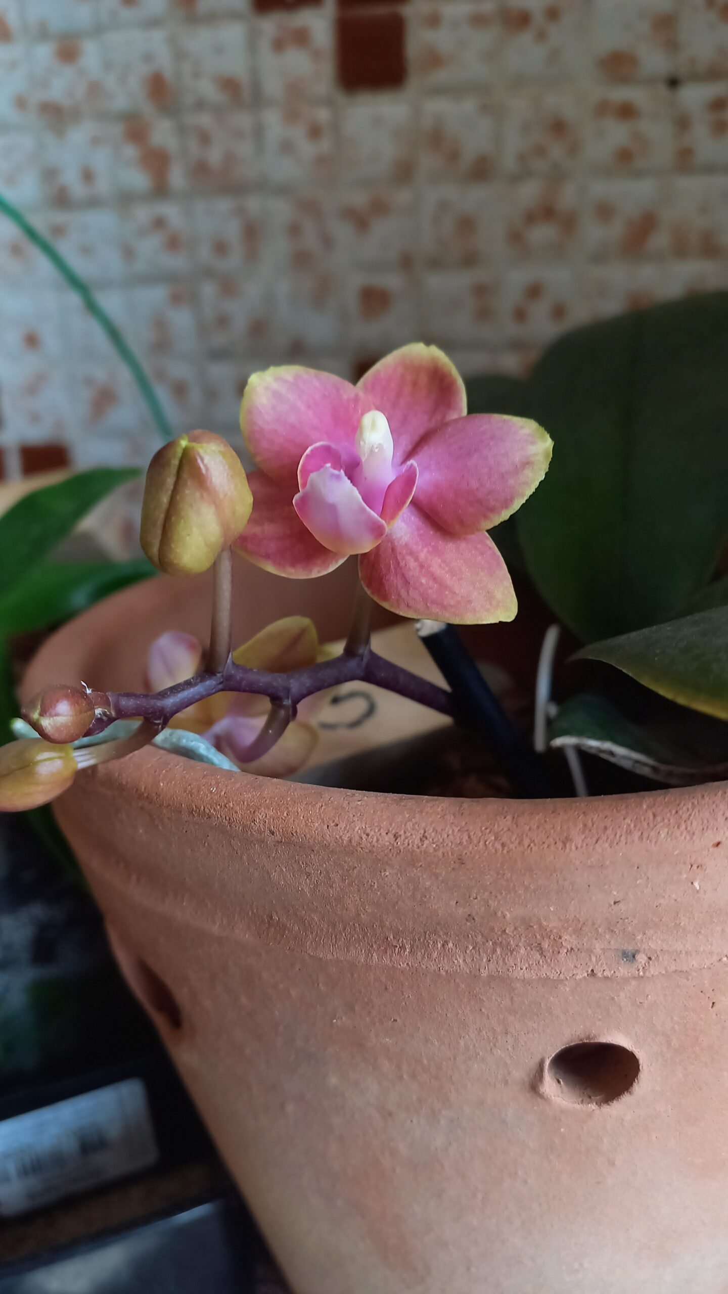 Phalaenopsis Kyra